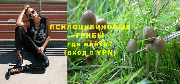 хмурый Аркадак